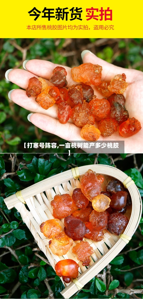 【打寒号阵容,一亩桃树能产多少桃胶】