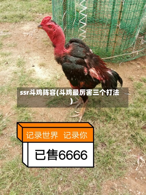 ssr斗鸡阵容(斗鸡最厉害三个打法)