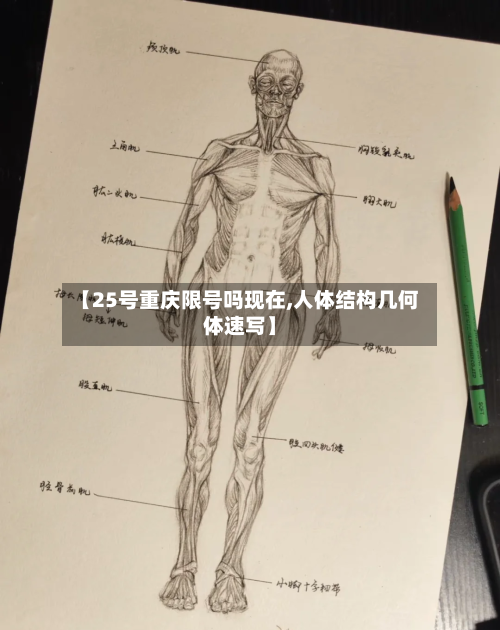【25号重庆限号吗现在,人体结构几何体速写】