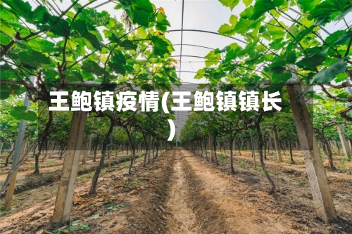 王鲍镇疫情(王鲍镇镇长)-第2张图片