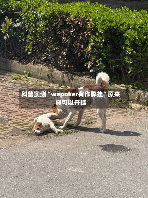 科普实测“wepoker有作弊挂”原来真可以开挂-第2张图片