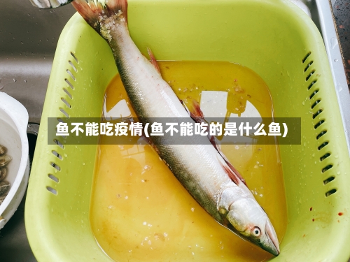 鱼不能吃疫情(鱼不能吃的是什么鱼)