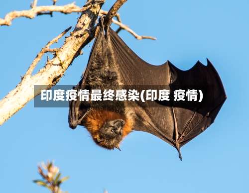 印度疫情最终感染(印度 疫情)-第2张图片