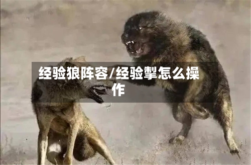 经验狼阵容/经验掣怎么操作