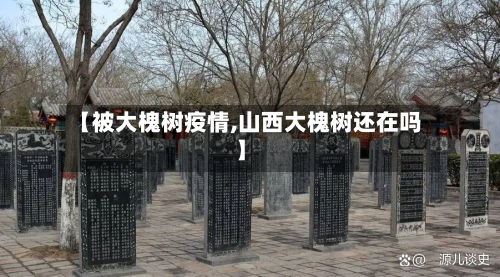 【被大槐树疫情,山西大槐树还在吗】-第3张图片