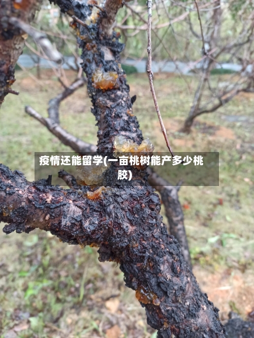 疫情还能留学(一亩桃树能产多少桃胶)