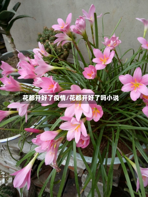 花都开好了疫情/花都开好了吗小说-第2张图片