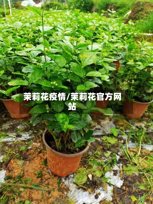 茉莉花疫情/茉莉花官方网站-第2张图片