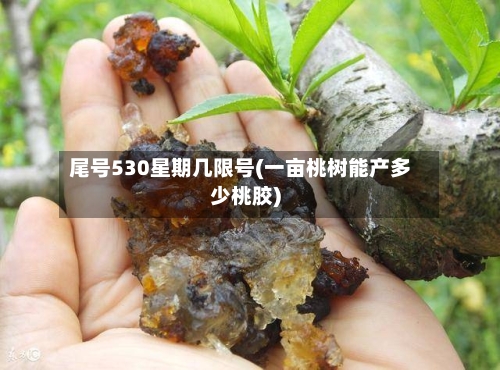 尾号530星期几限号(一亩桃树能产多少桃胶)