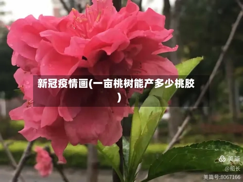 新冠疫情画(一亩桃树能产多少桃胶)