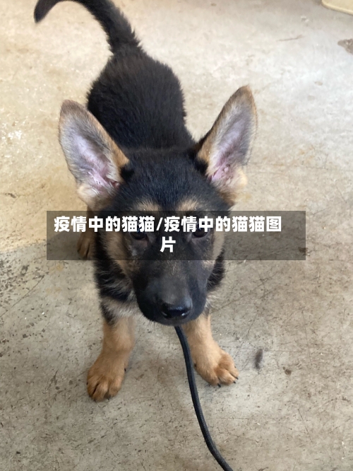 疫情中的猫猫/疫情中的猫猫图片