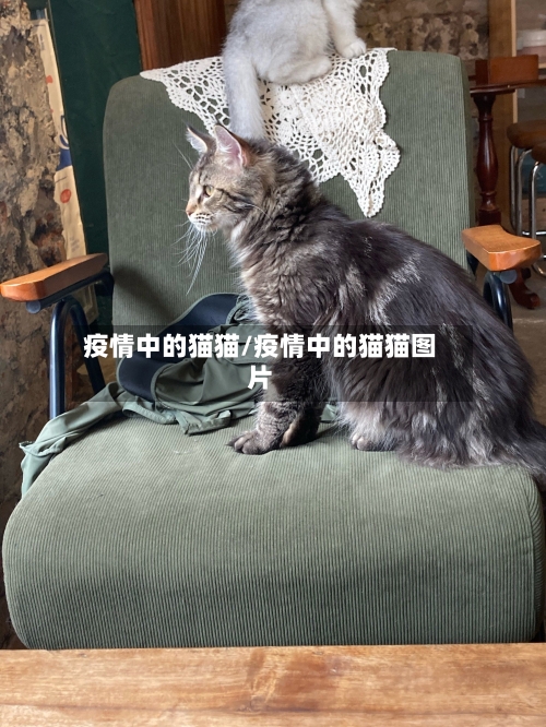 疫情中的猫猫/疫情中的猫猫图片-第2张图片