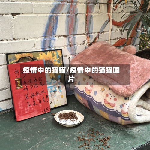疫情中的猫猫/疫情中的猫猫图片-第3张图片