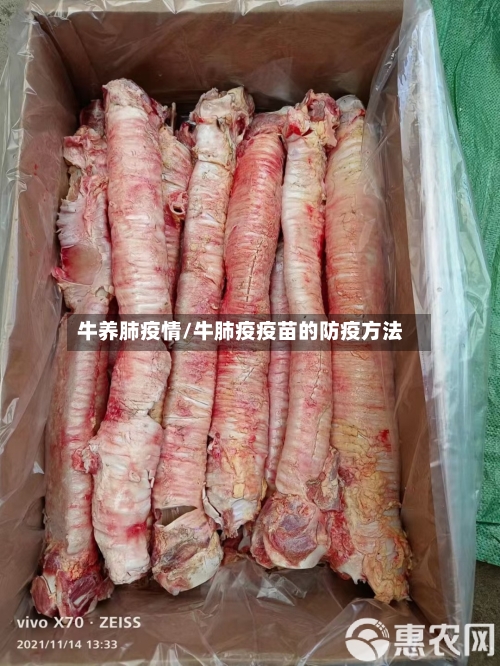 牛养肺疫情/牛肺疫疫苗的防疫方法