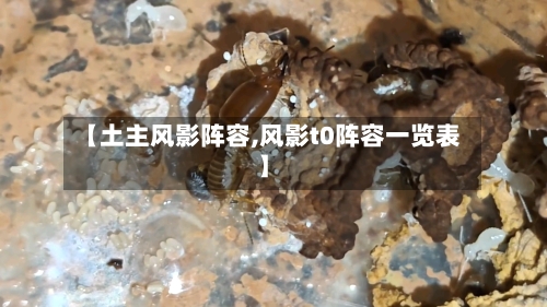【土主风影阵容,风影t0阵容一览表】