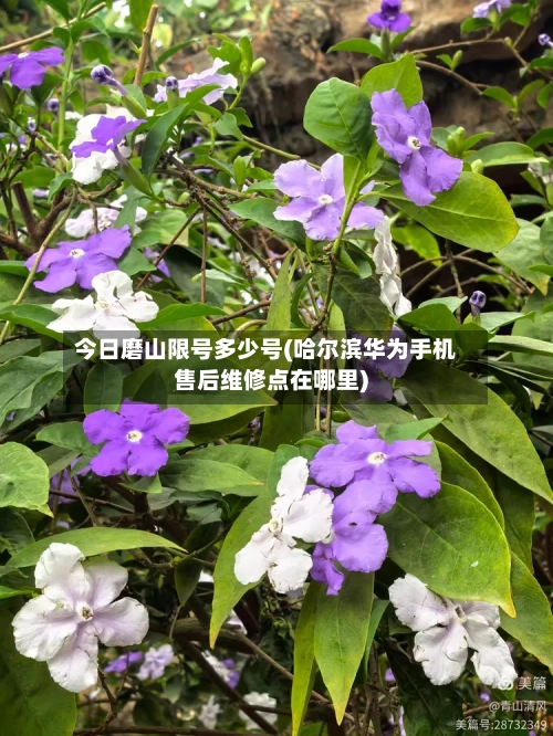 今日磨山限号多少号(哈尔滨华为手机售后维修点在哪里)