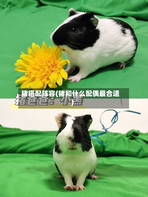 猪搭配阵容(猪和什么配偶最合适)-第2张图片