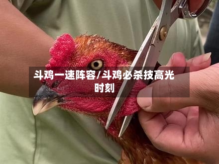 斗鸡一速阵容/斗鸡必杀技高光时刻