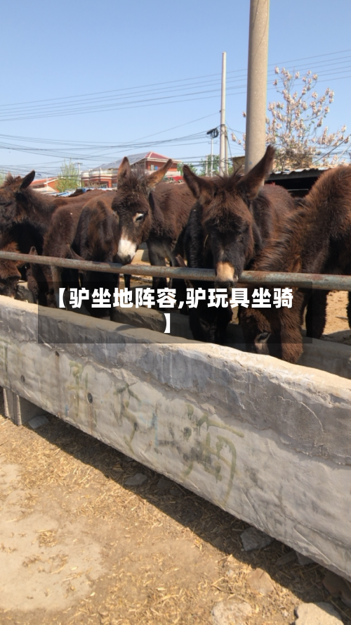 【驴坐地阵容,驴玩具坐骑】-第2张图片