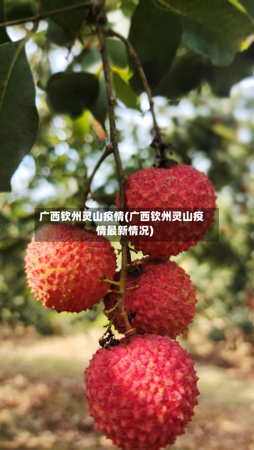 广西钦州灵山疫情(广西钦州灵山疫情最新情况)-第3张图片