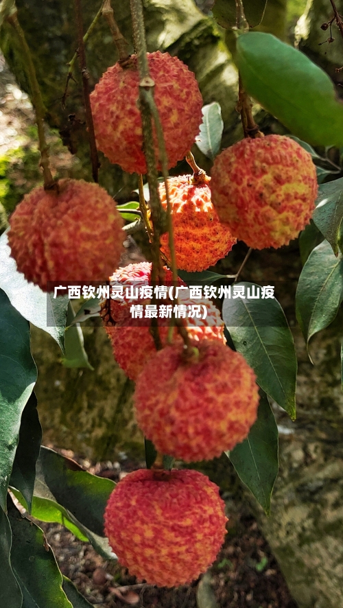 广西钦州灵山疫情(广西钦州灵山疫情最新情况)-第2张图片
