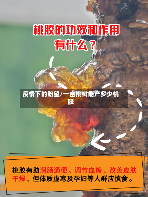 疫情下的盼望/一亩桃树能产多少桃胶