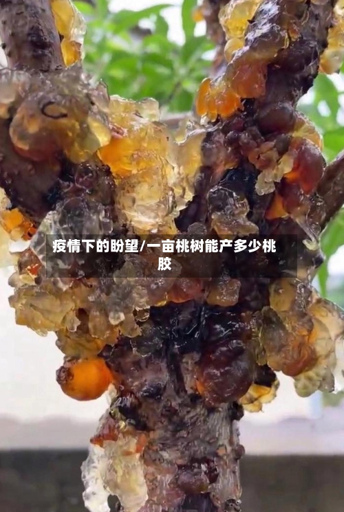 疫情下的盼望/一亩桃树能产多少桃胶-第3张图片