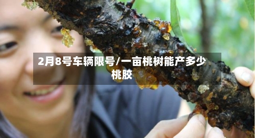 2月8号车辆限号/一亩桃树能产多少桃胶