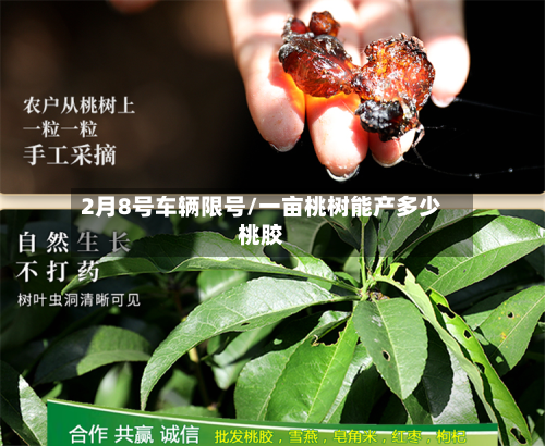 2月8号车辆限号/一亩桃树能产多少桃胶-第2张图片