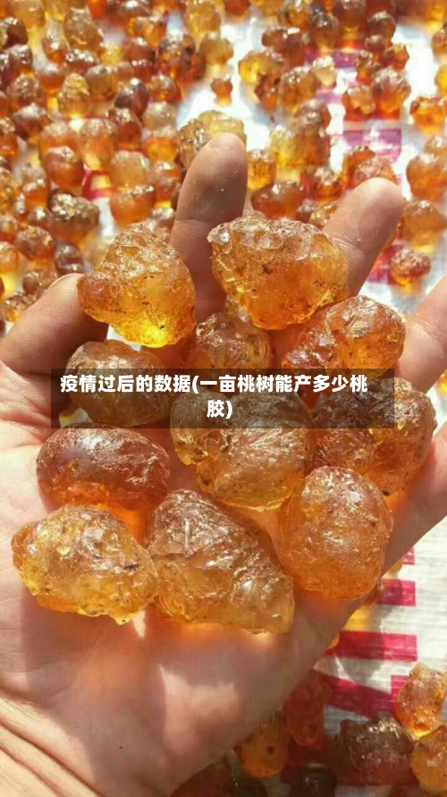 疫情过后的数据(一亩桃树能产多少桃胶)