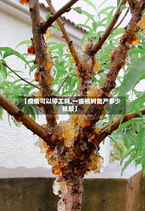【疫情可以停工吗,一亩桃树能产多少桃胶】