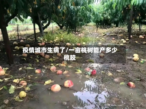 疫情城市生病了/一亩桃树能产多少桃胶-第2张图片