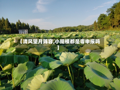 【清风望月阵容,小规模都是零申报吗】