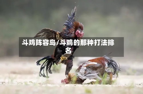 斗鸡阵容鸟/斗鸡的那种打法排名