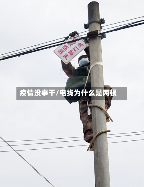 疫情没事干/电线为什么是两根