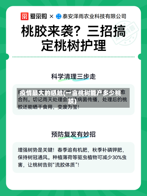 疫情最大的感触(一亩桃树能产多少桃胶)